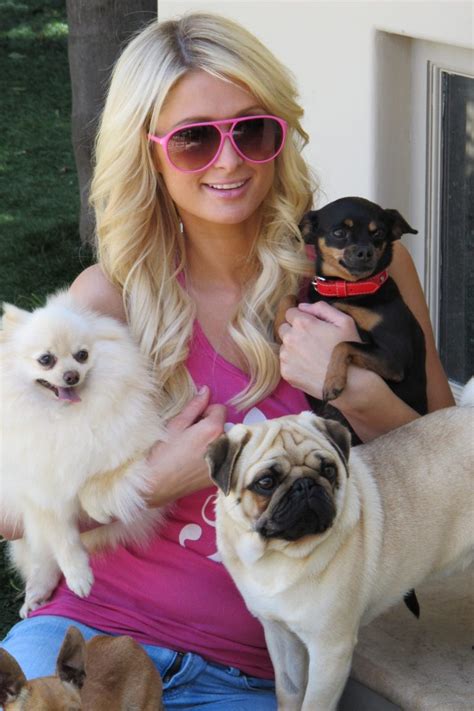 paris hilton dogs ranked.